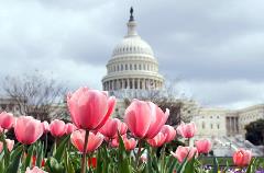Capitol_Flowers
